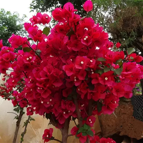 ���������÷