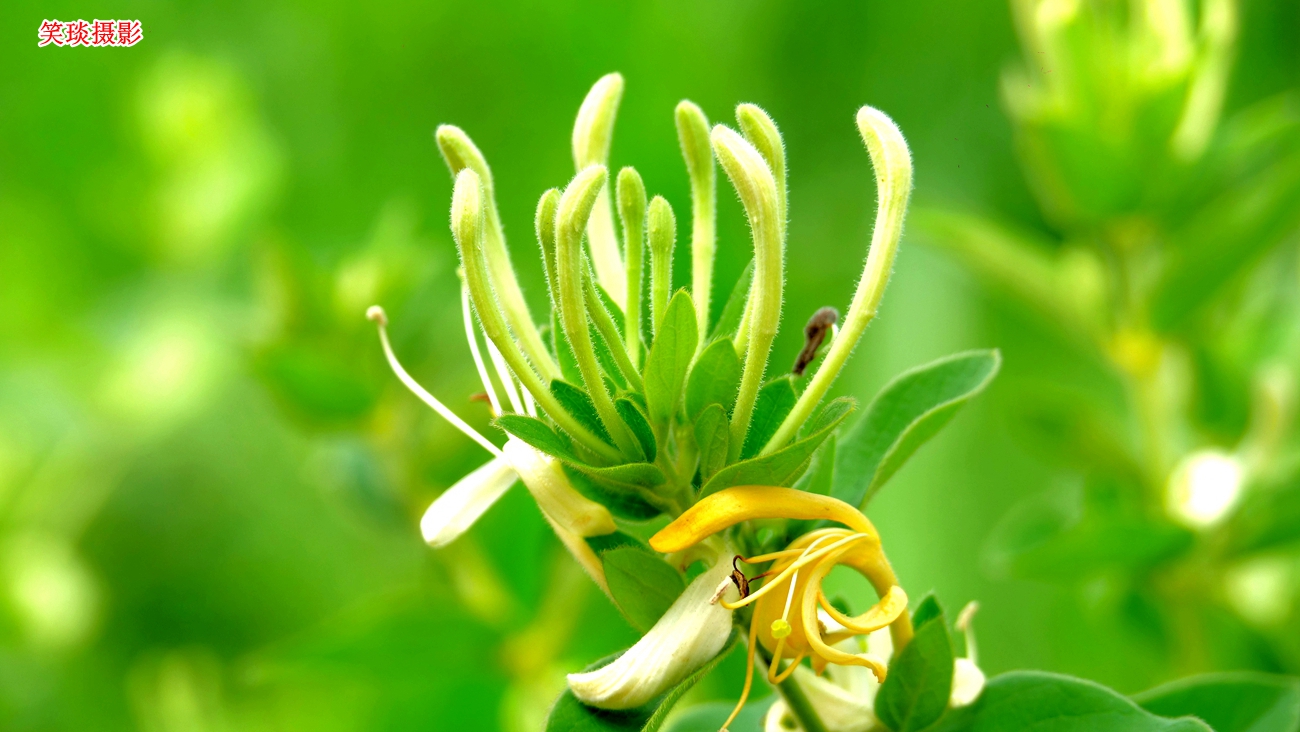 Ц��Ԋ��:����鲼����