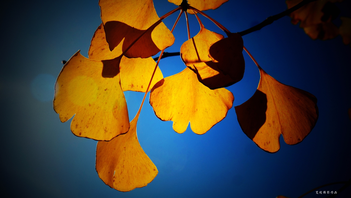 Ц���zӰ�cԊ(sh��)���cһƬ�~�Č�(du��)Ԓ(hu��)