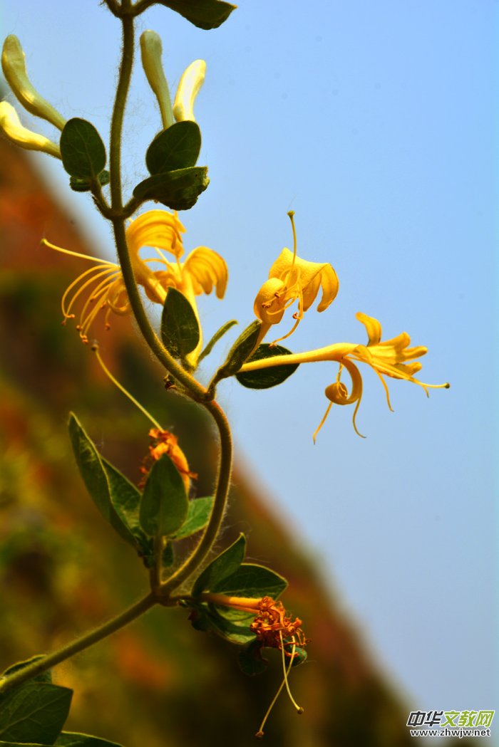 ���y���_���������zӰ��Ʒ