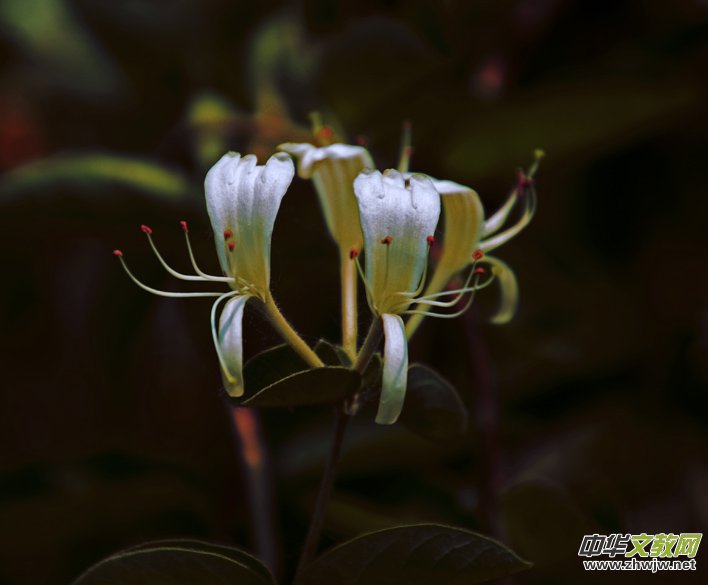 ���y���_���������zӰ��Ʒ