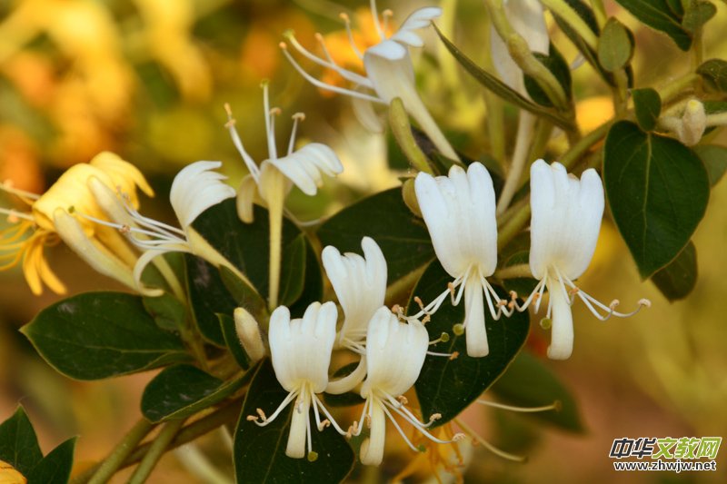 ���y���_���������zӰ��Ʒ