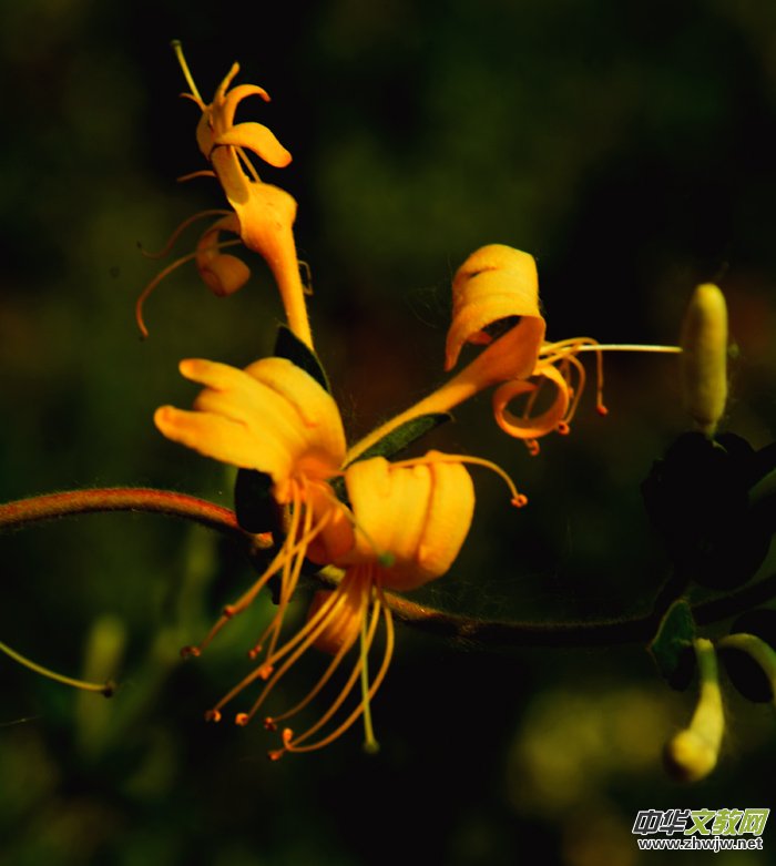 ���y���_���������zӰ��Ʒ