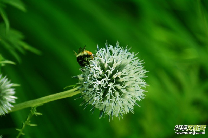 ��(m��ng)֮��zӰ��������(gu��)��Ц����