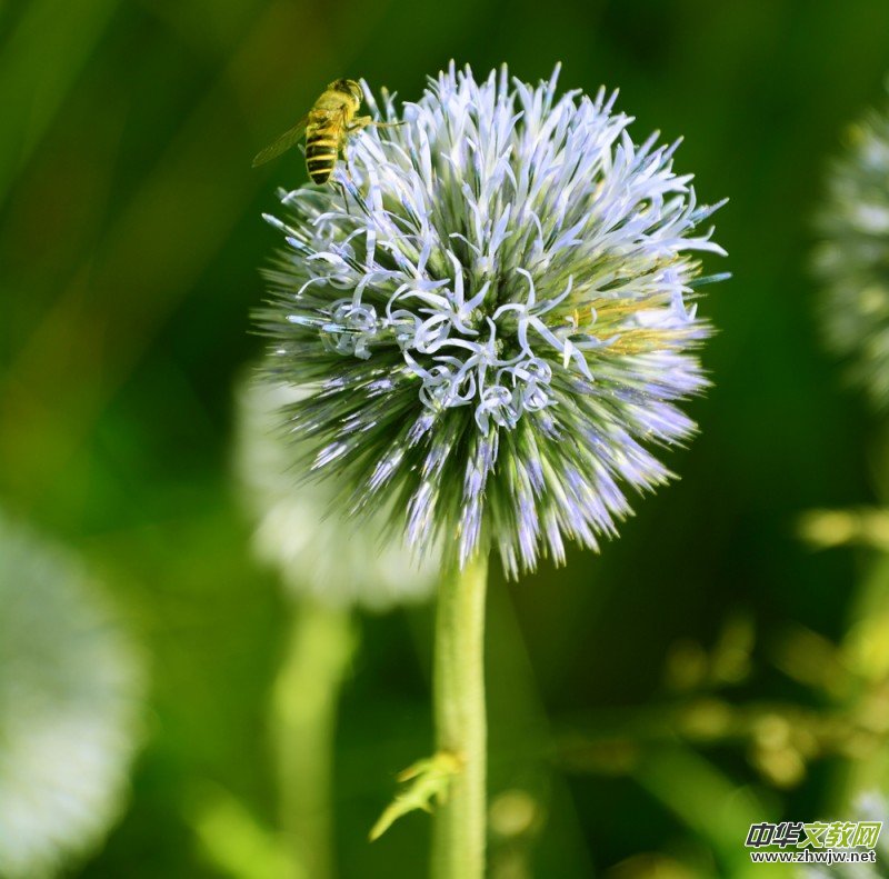 ��(m��ng)֮��zӰ��������(gu��)��Ц����