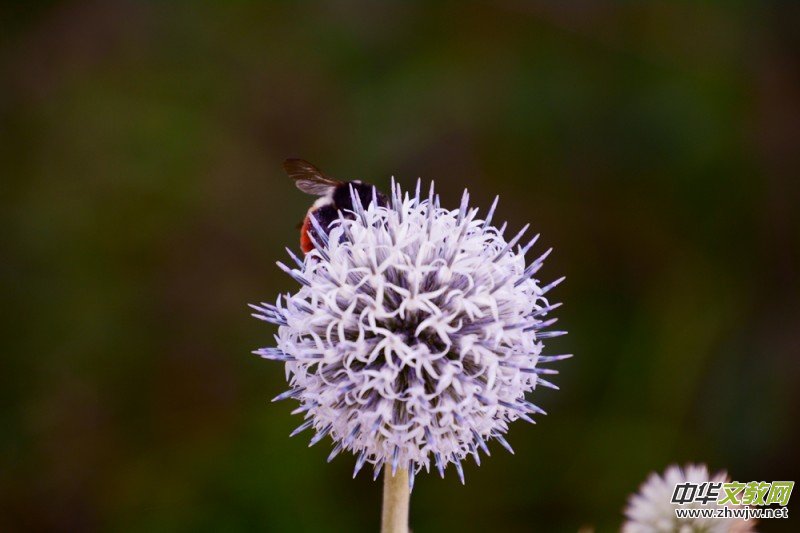 ��(m��ng)֮��zӰ��������(gu��)��Ц����