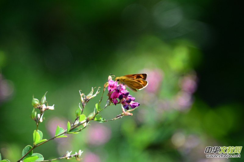 ��(m��ng)֮��zӰ��������(gu��)��Ц����