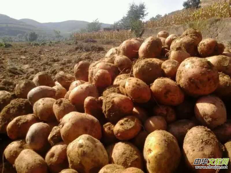 ɽ������������