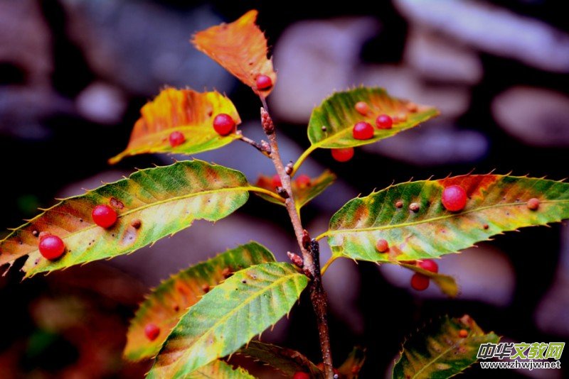 ��������ɽ�zӰ���桪�������zӰ��Ʒ