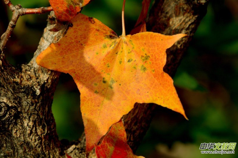 ��������ɽ�zӰ���桪�������zӰ��Ʒ