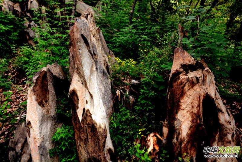 ��������ɽ�zӰ���桪�������zӰ��Ʒ