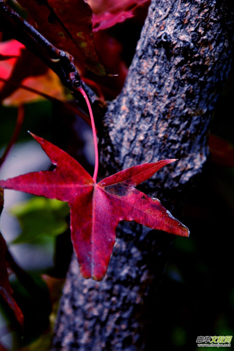 ��������ɽ�zӰ���桪�������zӰ��Ʒ