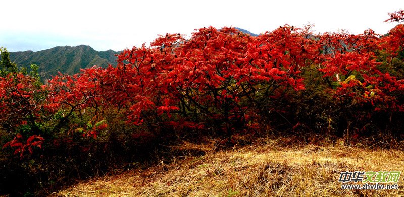 ��������ɽ�zӰ���桪�������zӰ��Ʒ