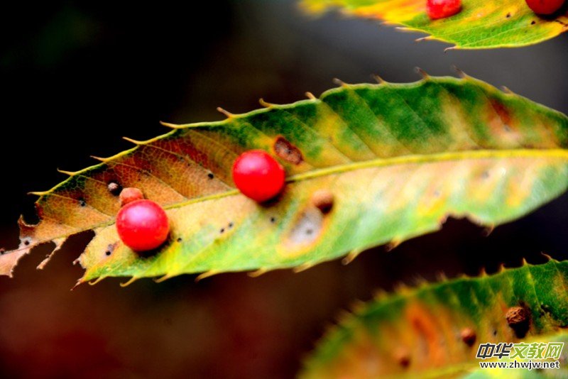 ��������ɽ�zӰ���桪�������zӰ��Ʒ