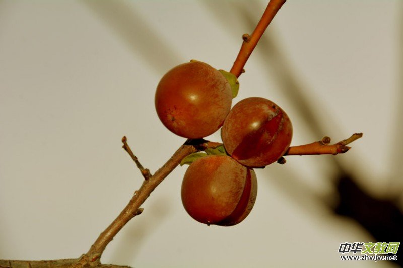 ��������ɽ�zӰ���桪�������zӰ��Ʒ