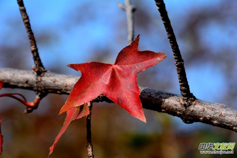 ��������ɽ�zӰ���桪�������zӰ��Ʒ