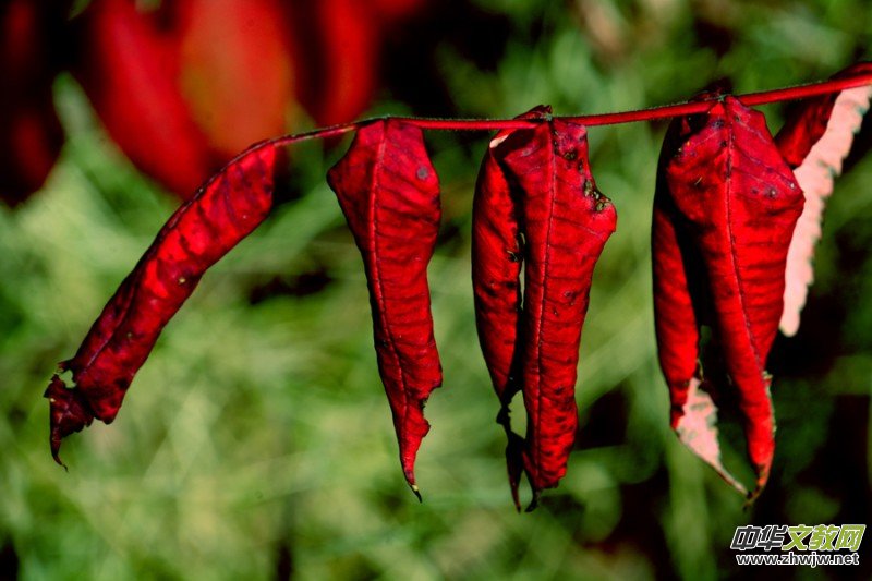 ��������ɽ�zӰ���桪�������zӰ��Ʒ