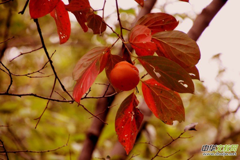 ��������ɽ�zӰ���桪�������zӰ��Ʒ