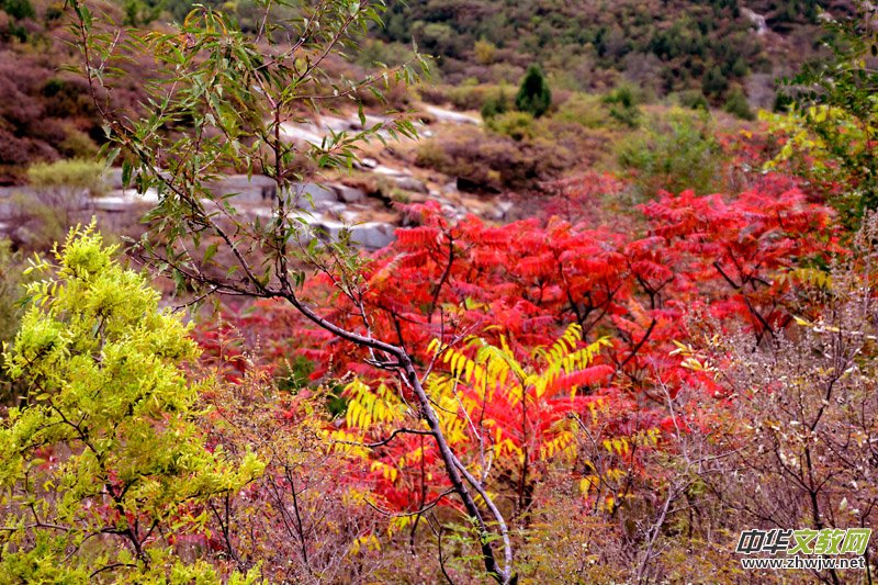 ��������ɽ�zӰ���桪�������zӰ��Ʒ