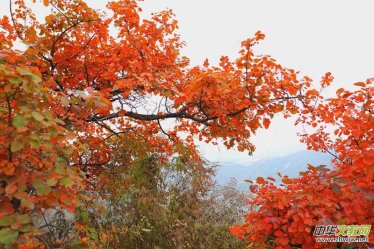 ӛ�ߔzӰ�����M(j��n)��ɽ����ɽ�L(f��ng)���^(q��)��L(f��ng)