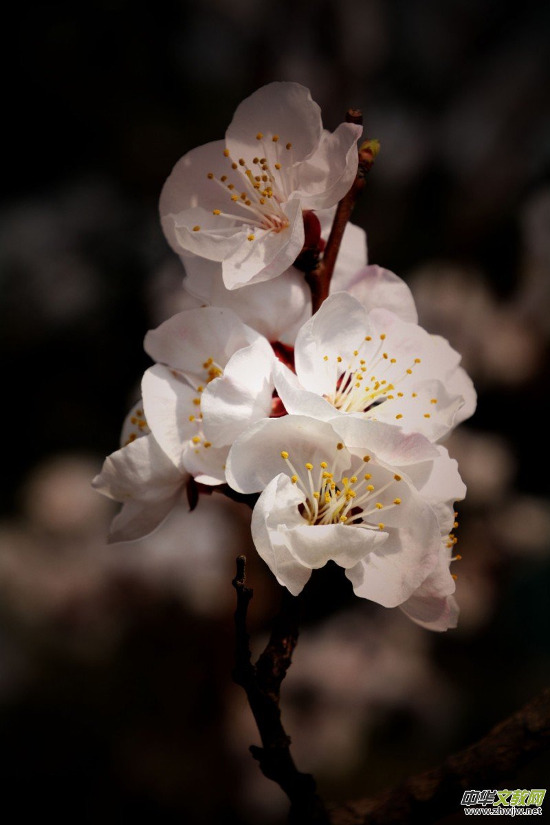 �����_�ˡ���Ԋ���zӰ