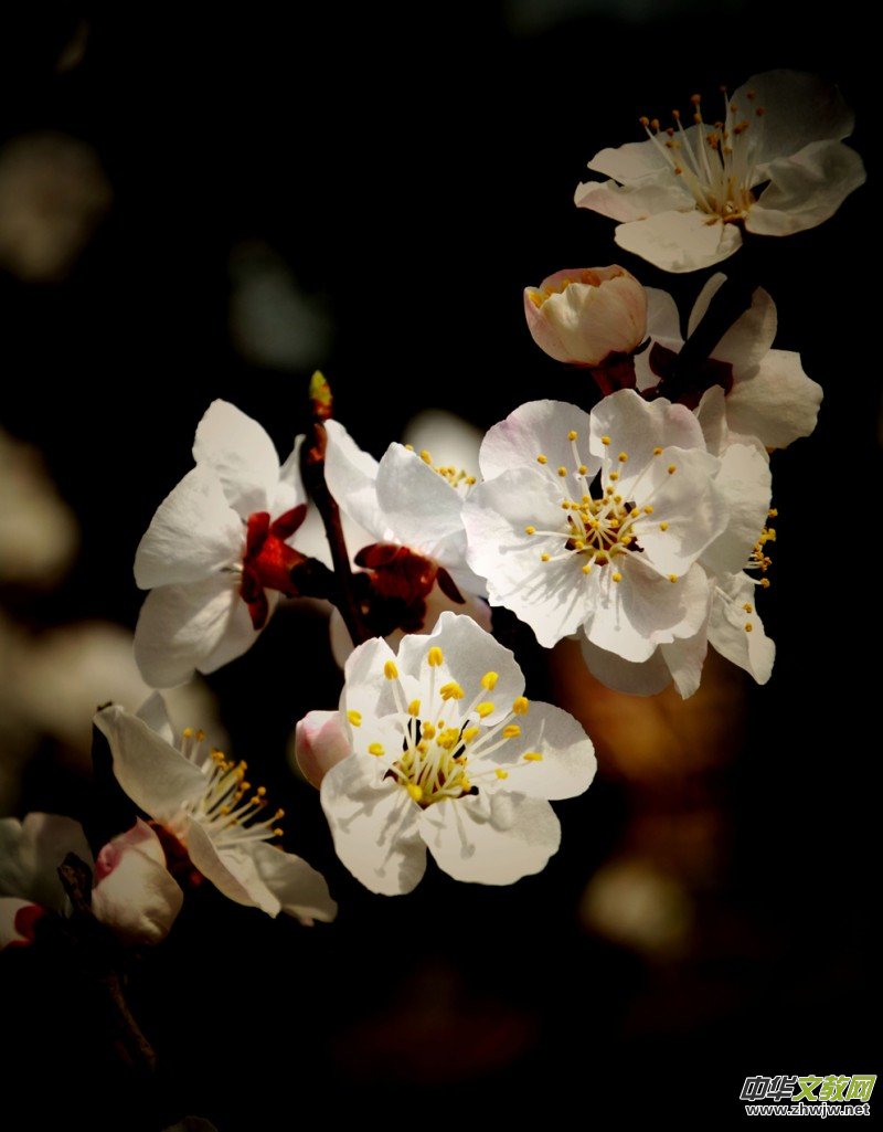 �����_�ˡ���Ԋ���zӰ