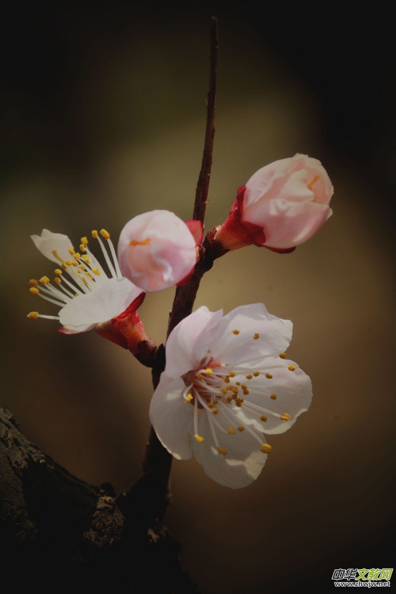 �����_�ˡ���Ԋ���zӰ