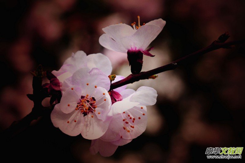 �����_�ˡ���Ԋ���zӰ