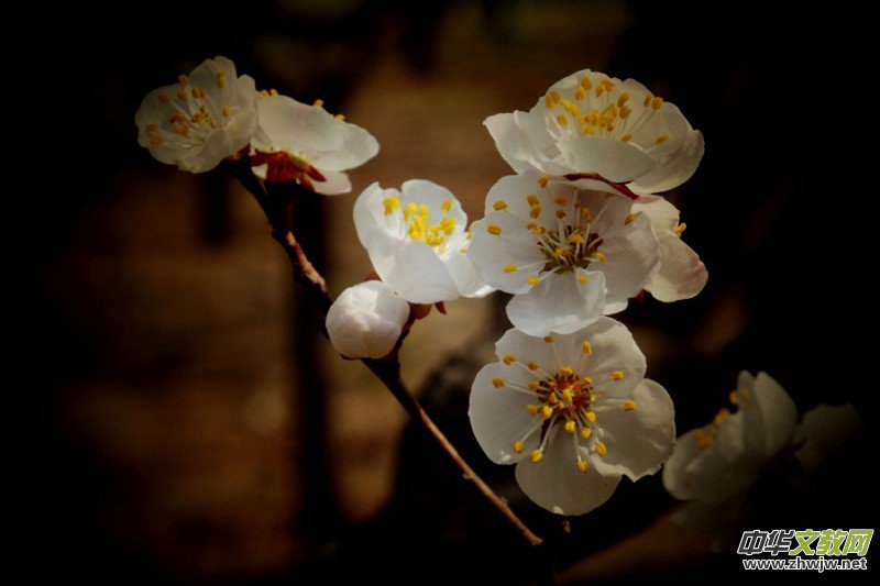 �����_�ˡ���Ԋ���zӰ