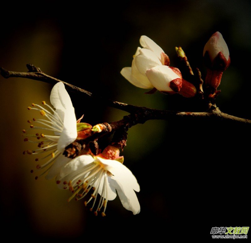 �����_�ˡ���Ԋ���zӰ