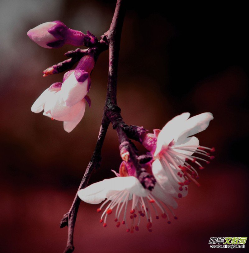 �����_�ˡ���Ԋ���zӰ