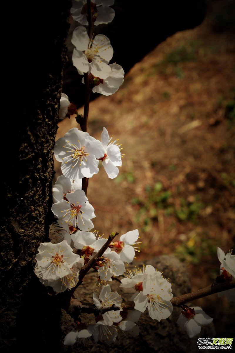 �����_�ˡ���Ԋ���zӰ