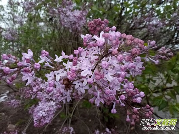 �����r����ѩ�ӣ����Ĺ��@������