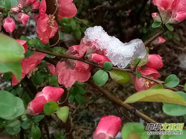 �����r����ѩ�ӣ����Ĺ��@������