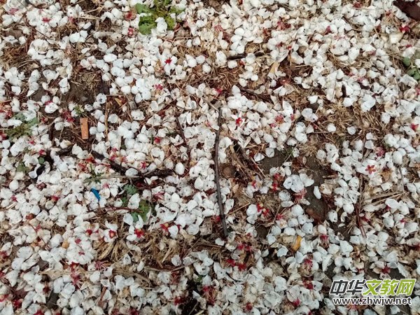 �����r����ѩ�ӣ����Ĺ��@������