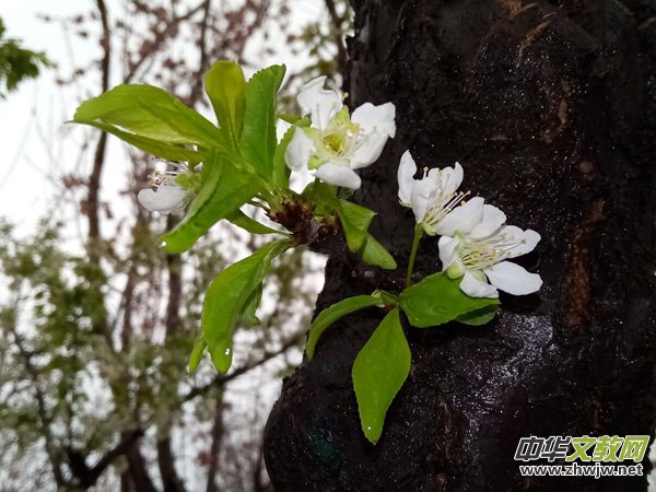 �����r����ѩ�ӣ����Ĺ��@������