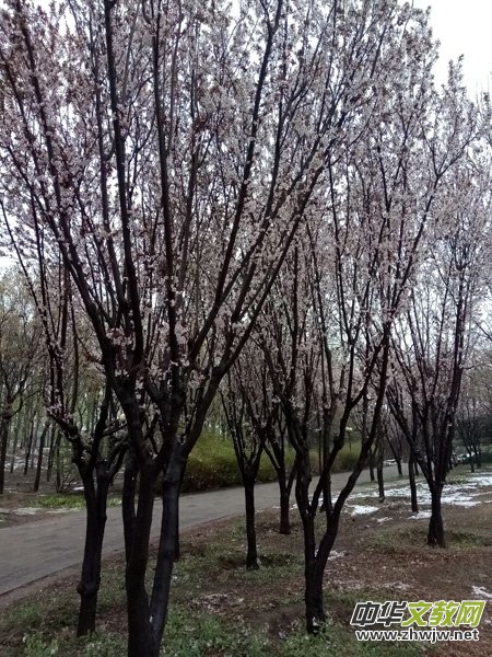 �����r����ѩ�ӣ����Ĺ��@������