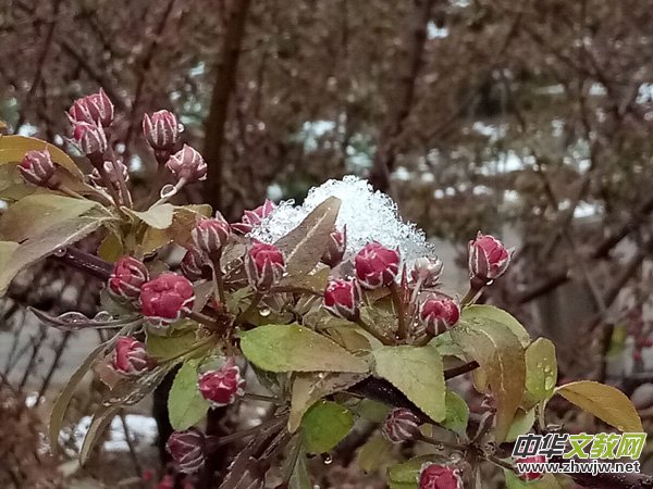 �����r����ѩ�ӣ����Ĺ��@������