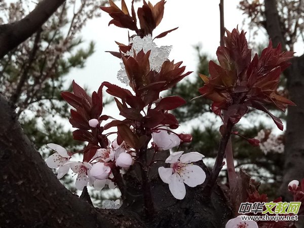 �����r����ѩ�ӣ����Ĺ��@������