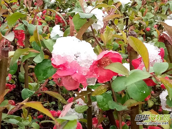 �����r����ѩ�ӣ����Ĺ��@������