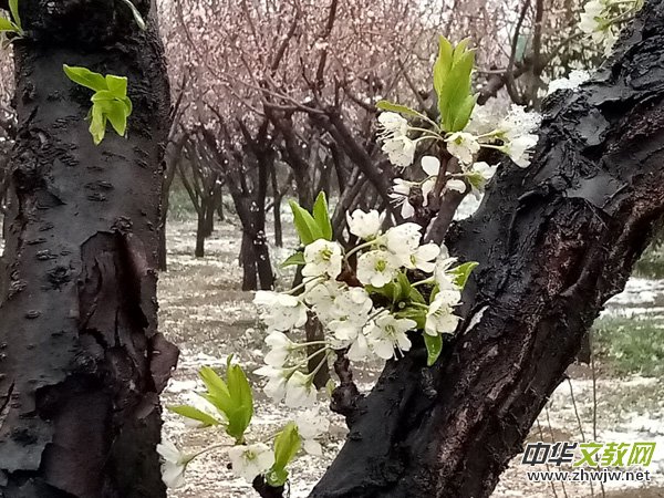 �����r����ѩ�ӣ����Ĺ��@������