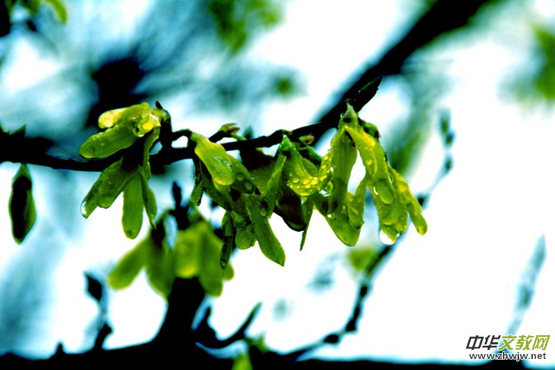 ���F�е�Ԋ�����_ɽ����Ц���zӰ��Ԋ