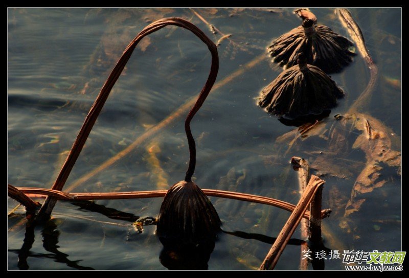 �ݺɪq�и߹�(ji��)�ڡ���Ц���zӰ��Ʒ