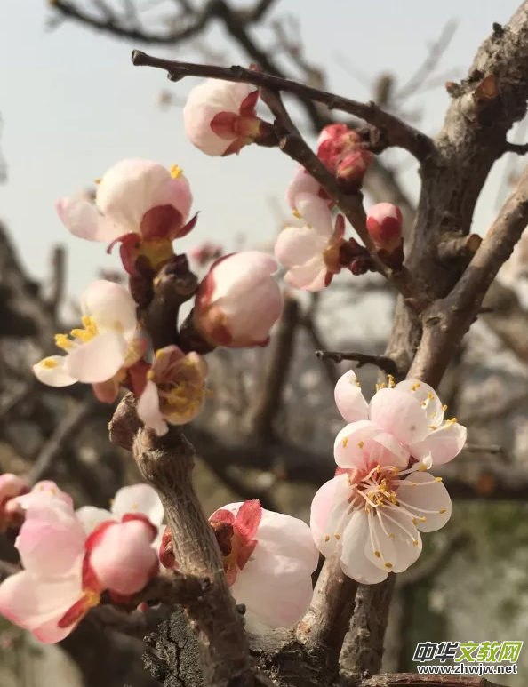 ��ˇ��(sh��)Ժ�ӻ���Ӱ(li��n)��