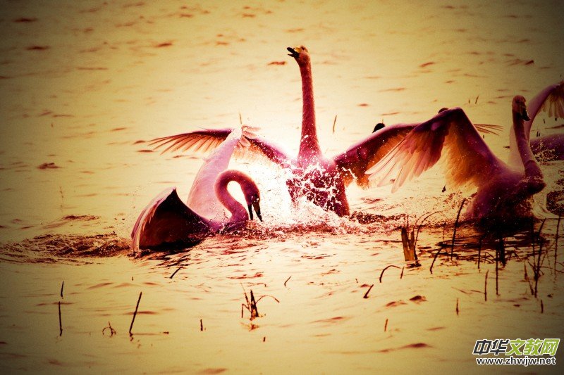 ��Խ��zӰ��Ʒ�x��