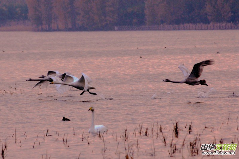 ��Խ��zӰ��Ʒ�x��