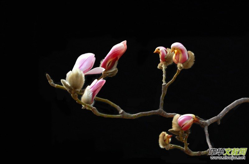 ������zӰ��Ʒ�x��