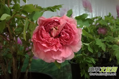 ɽ��ʡĵ���@���׌�ӭ�´�ĵ���r��չ�������չ�