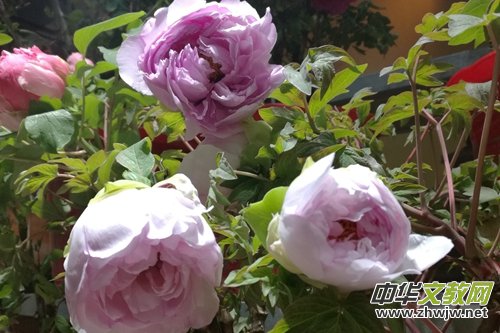 ɽ��ʡĵ���@���׌�ӭ�´�ĵ���r��չ�������չ�