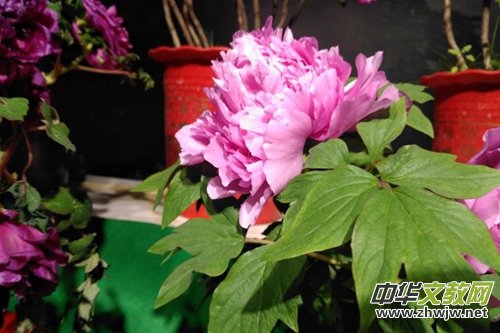 ɽ��ʡĵ���@���׌�ӭ�´�ĵ���r��չ�������չ�